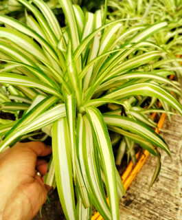 گیاه گندمی ابلق (سجافی) پرپشت