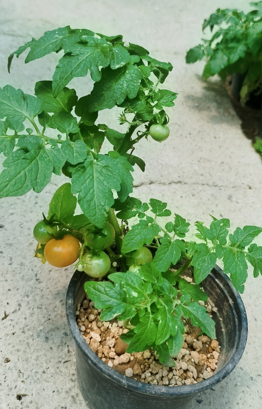 بوته گوجه فرنگی گیلاسی سبز و پربار در گلدان آپارتمانی.