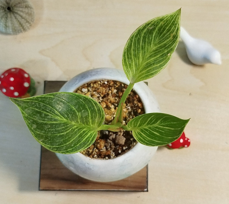 نمای بالای گیاه فیلودندرون بیرکین ابلق در گلدان سرامیکی سفید - محصولات گریننفس