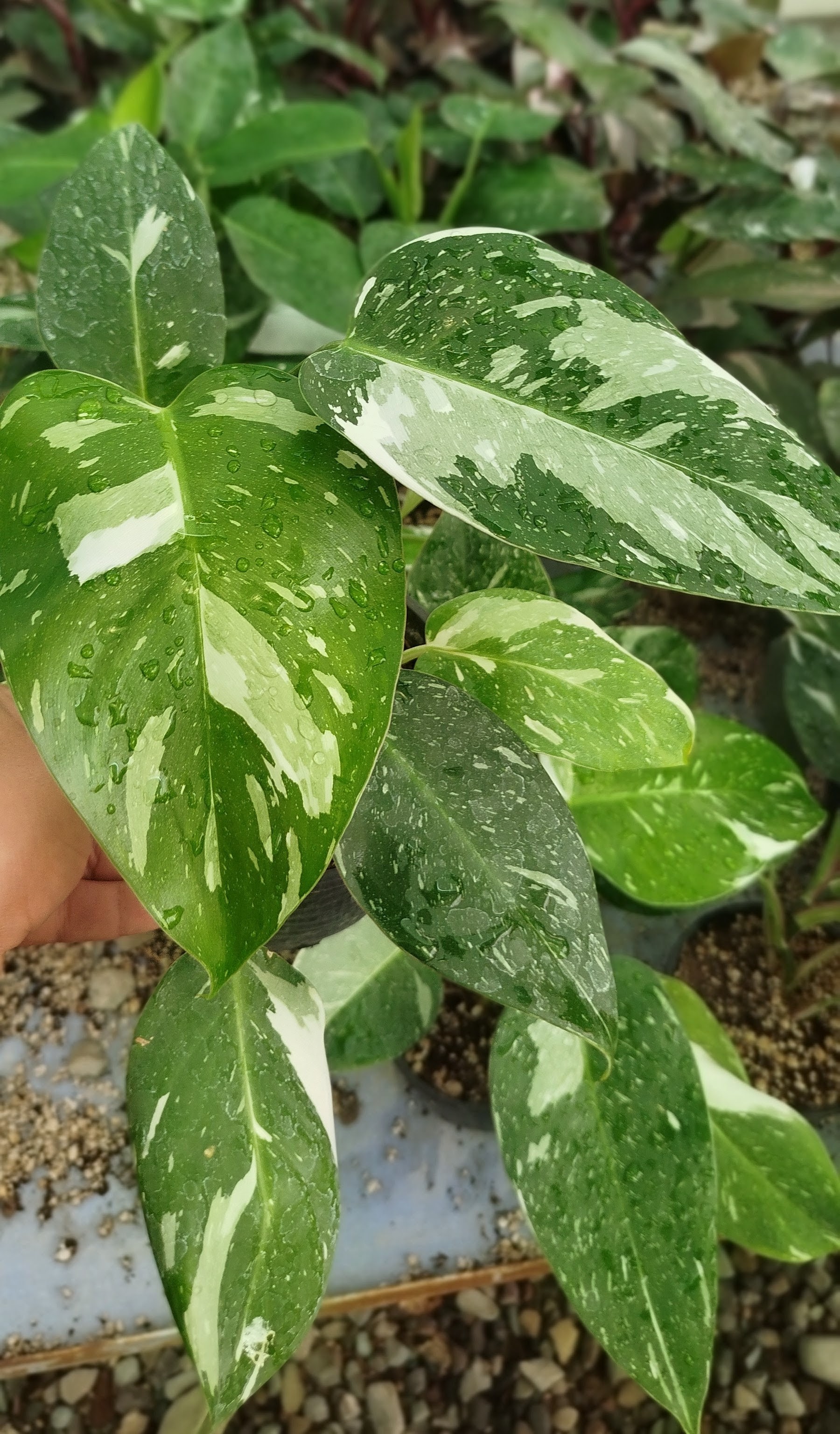 نمایی از چندین گلدان فیلودندرون وایت نایت ابلق با کیفیت ممتاز روی میز گلخانه