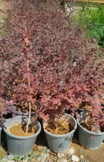 زرشک-زینتی-قرمز-بربریس-گیاه-فضای-باز-باغچه-لوکس-گرین-نفس