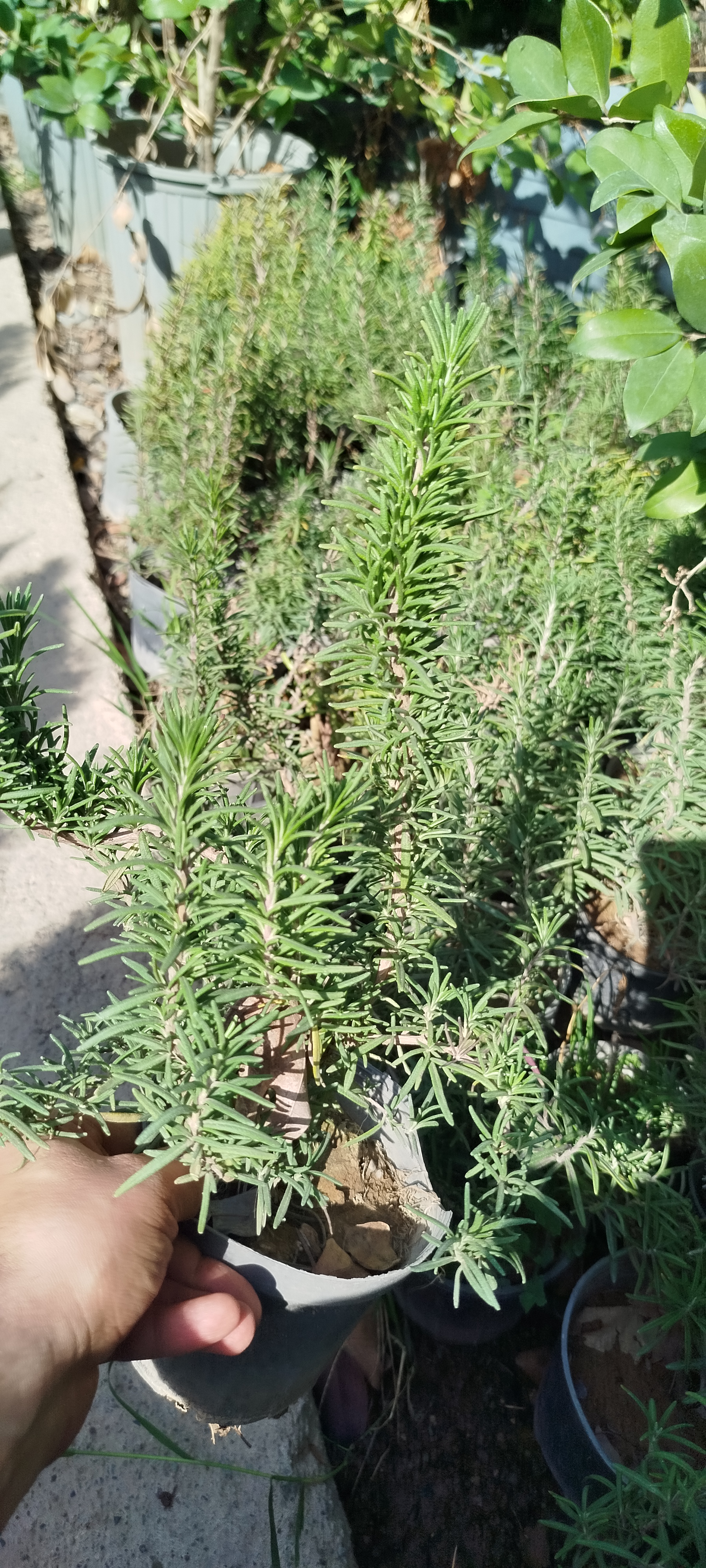 گیاه-رزماری-معطر-گلدانی-خرید-آنلاین-گلخانه-گرین نفس-تقویت مو-آشپزی