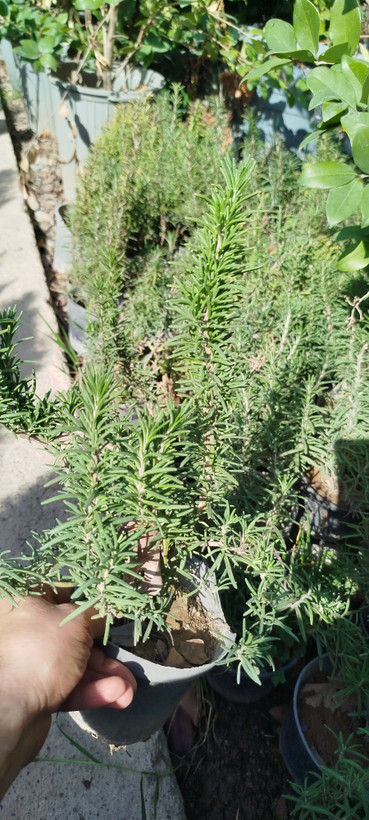 گیاه-رزماری-معطر-گلدانی-خرید-آنلاین-گلخانه-گرین نفس-تقویت مو-آشپزی
