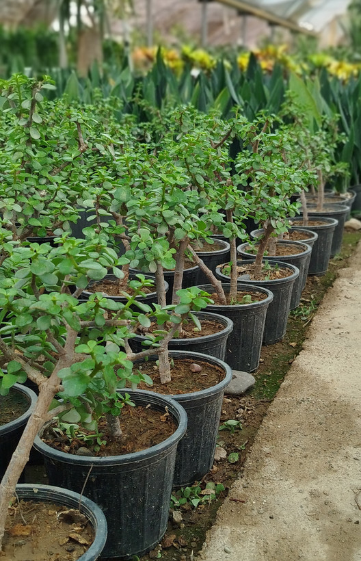 خرید-گل-کراسولا-خرفه-افرا-درختچه-شانس-بن-سای-ارزان-گلدانی-گلخانه-گرین نفس