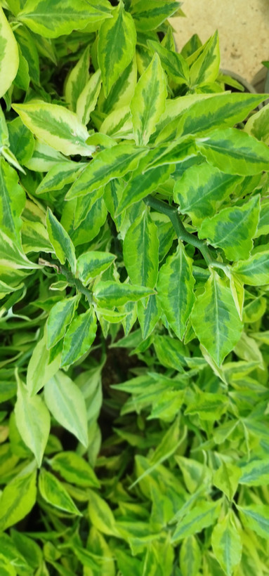 گیاه پدیلانتوس (گیاه زیگزاگی) | قیمت گل ستون فقرات شیطان مقاوم - گرین نفس 🌿⚡