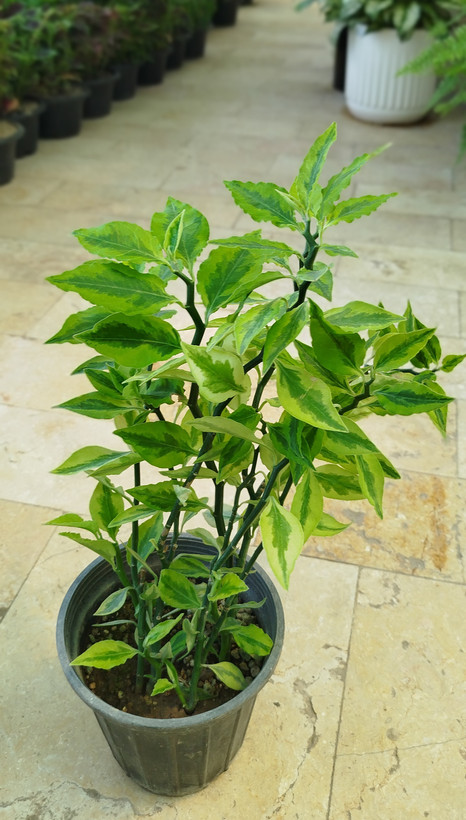 گیاه پدیلانتوس (گیاه زیگزاگی) | قیمت گل ستون فقرات شیطان مقاوم - گرین نفس 🌿⚡