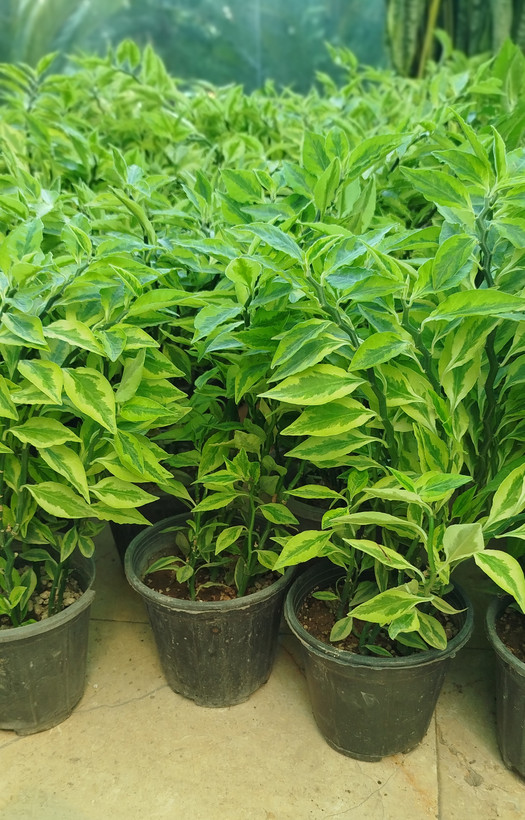 گیاه پدیلانتوس (گیاه زیگزاگی) | قیمت گل ستون فقرات شیطان مقاوم - گرین نفس 🌿⚡