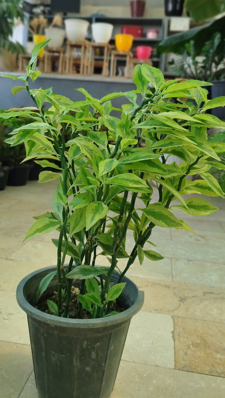 گیاه پدیلانتوس (گیاه زیگزاگی) | قیمت گل ستون فقرات شیطان مقاوم - گرین نفس 🌿⚡
