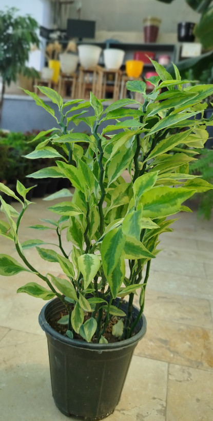 گیاه پدیلانتوس (گیاه زیگزاگی) | قیمت گل ستون فقرات شیطان مقاوم - گرین نفس 🌿⚡