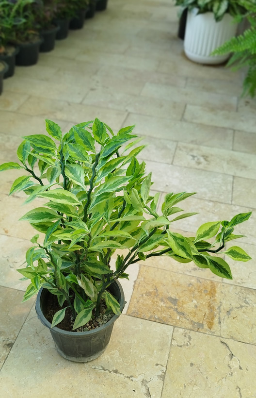 گیاه پدیلانتوس (گیاه زیگزاگی) | قیمت گل ستون فقرات شیطان مقاوم - گرین نفس 🌿⚡