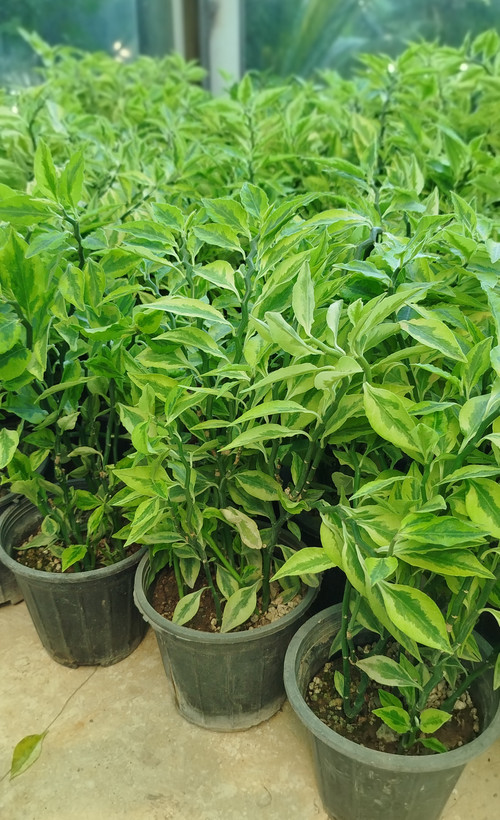 گیاه پدیلانتوس (گیاه زیگزاگی) | قیمت گل ستون فقرات شیطان مقاوم - گرین نفس 🌿⚡