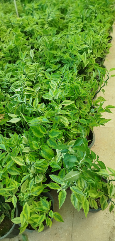 گیاه پدیلانتوس (گیاه زیگزاگی) | قیمت گل ستون فقرات شیطان مقاوم - گرین نفس 🌿⚡