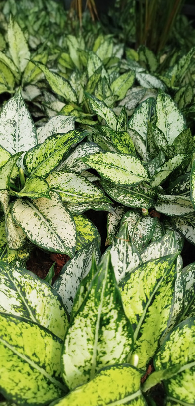 آگلونما اسنو وایت (برفی) ریشهپر | قیمت آگلونما سفید تصفیهکننده هوا - گرین نفس ❄️🌿