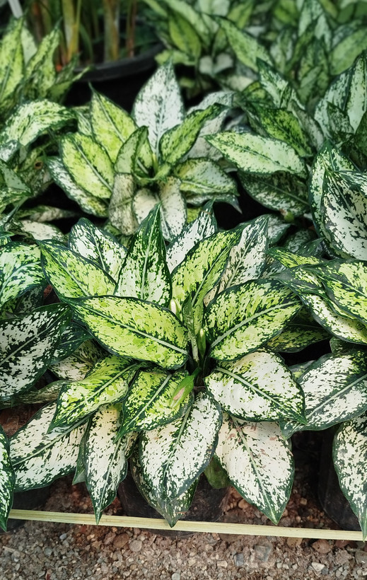 آگلونما اسنو وایت (برفی) ریشهپر | قیمت آگلونما سفید تصفیهکننده هوا - گرین نفس ❄️🌿