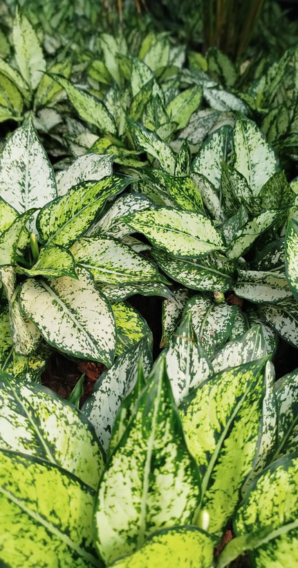 آگلونما اسنو وایت (برفی) ریشهپر | قیمت آگلونما سفید تصفیهکننده هوا - گرین نفس ❄️🌿