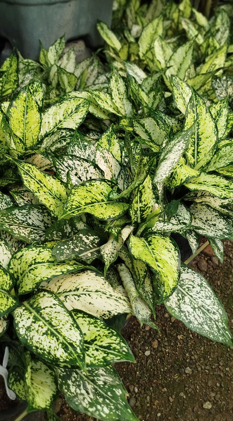 آگلونما اسنو وایت (برفی) ریشهپر | قیمت آگلونما سفید تصفیهکننده هوا - گرین نفس ❄️🌿
