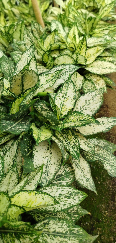 آگلونما اسنو وایت (برفی) ریشهپر | قیمت آگلونما سفید تصفیهکننده هوا - گرین نفس ❄️🌿