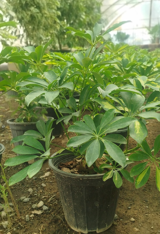 شفلرا ابلق (درخت چتری) ریشهپر | قیمت شفلرا طلایی مقاوم - گرین نفس 🌿💛