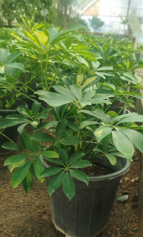 شفلرا ابلق (درخت چتری) ریشهپر | قیمت شفلرا طلایی مقاوم - گرین نفس 🌿💛