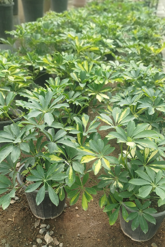 شفلرا ابلق (درخت چتری) ریشهپر | قیمت شفلرا طلایی مقاوم - گرین نفس 🌿💛
