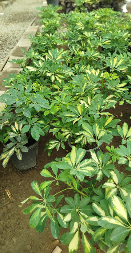 شفلرا ابلق (درخت چتری) ریشهپر | قیمت شفلرا طلایی مقاوم - گرین نفس 🌿💛