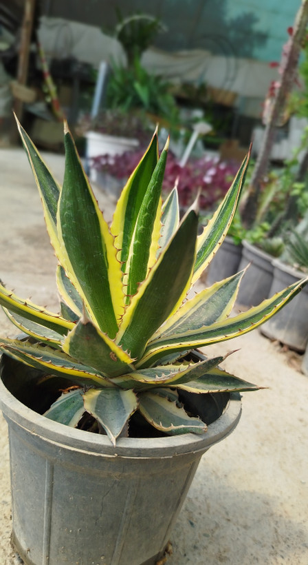 آگاو لوفانتا (Agave loufana) خطدار و مقاوم | قیمت آگاو لوفانتا لوکس - گرین نفس🌿✨