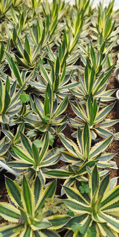 آگاو لوفانتا (Agave loufana) خطدار و مقاوم | قیمت آگاو لوفانتا لوکس - گرین نفس🌿✨