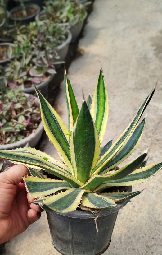 آگاو لوفانتا (Agave loufana) خطدار و مقاوم | قیمت آگاو لوفانتا لوکس - گرین نفس🌿✨