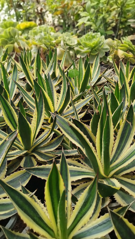 آگاو لوفانتا (Agave loufana) خطدار و مقاوم | قیمت آگاو لوفانتا لوکس - گرین نفس🌿✨