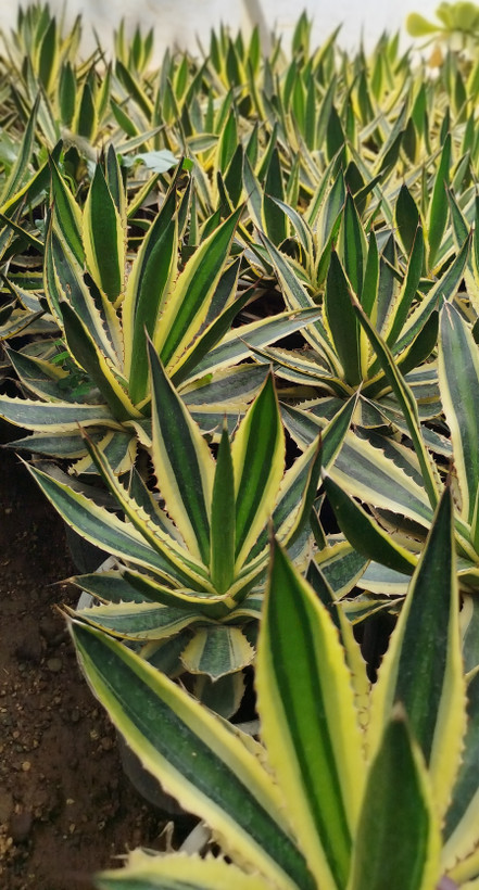 آگاو لوفانتا (Agave loufana) خطدار و مقاوم | قیمت آگاو لوفانتا لوکس - گرین نفس🌿✨