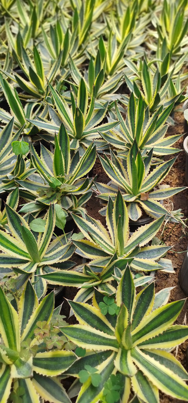 آگاو لوفانتا (Agave loufana) خطدار و مقاوم | قیمت آگاو لوفانتا لوکس - گرین نفس🌿✨