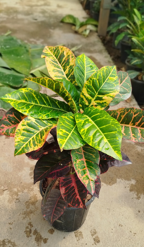 گیاه کروتون (Codiaeum) با رنگهای متنوع و درخشان | قیمت کروتون لوکس - گرین نفس🌿🎨