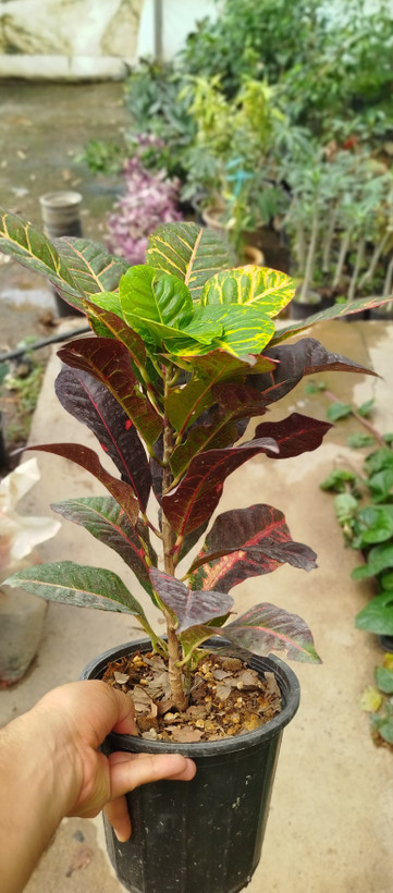گیاه کروتون (Codiaeum) با رنگهای متنوع و درخشان | قیمت کروتون لوکس - گرین نفس🌿🎨