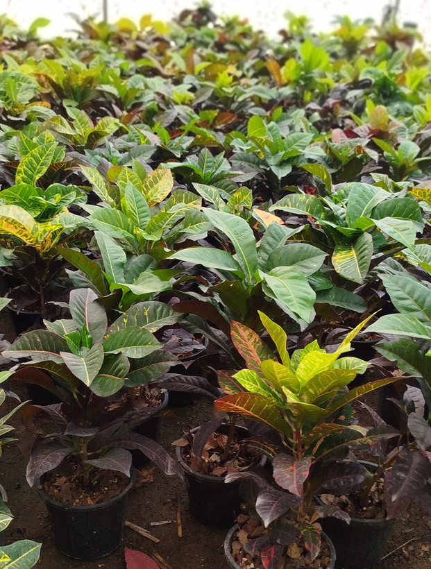 گیاه کروتون (Codiaeum) با رنگهای متنوع و درخشان | قیمت کروتون لوکس - گرین نفس🌿🎨