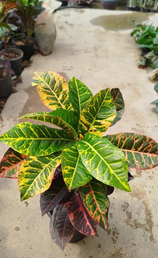 گیاه کروتون (Codiaeum) با رنگهای متنوع و درخشان | قیمت کروتون لوکس - گرین نفس🌿🎨