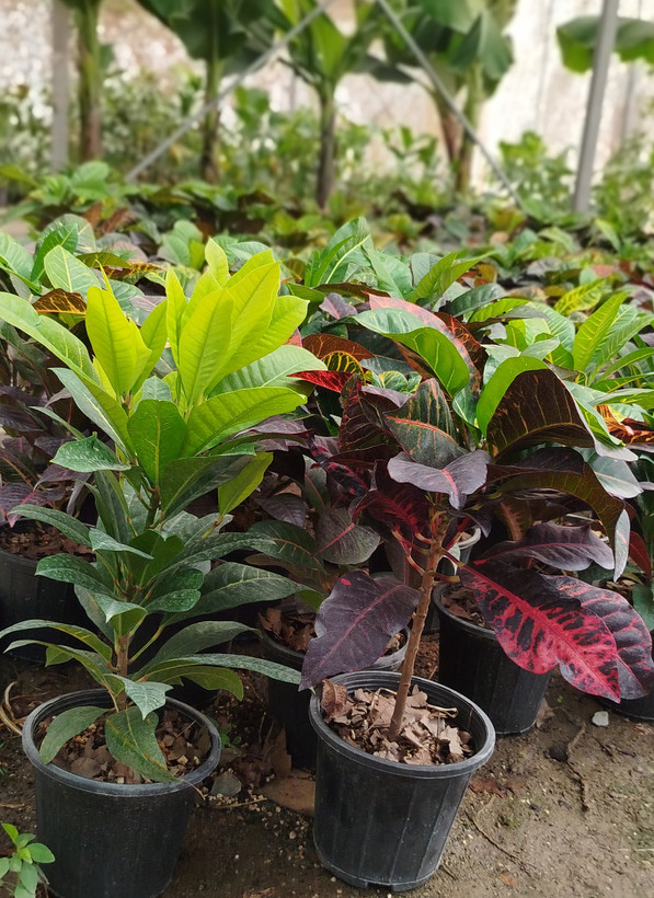 گیاه کروتون (Codiaeum) با رنگهای متنوع و درخشان | قیمت کروتون لوکس - گرین نفس🌿🎨