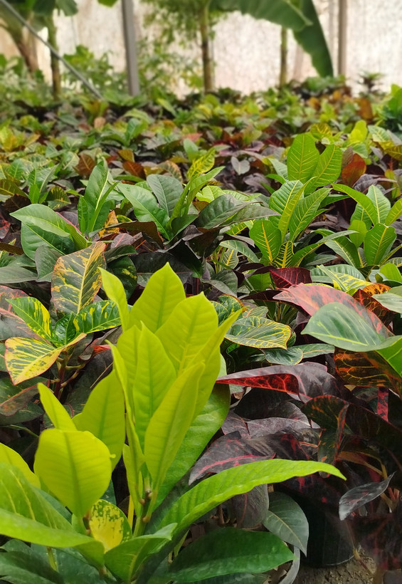 گیاه کروتون (Codiaeum) با رنگهای متنوع و درخشان | قیمت کروتون لوکس - گرین نفس🌿🎨