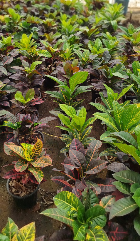 گیاه کروتون (Codiaeum) با رنگهای متنوع و درخشان | قیمت کروتون لوکس - گرین نفس🌿🎨