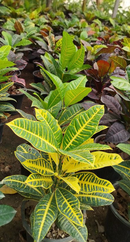 گیاه کروتون (Codiaeum) با رنگهای متنوع و درخشان | قیمت کروتون لوکس - گرین نفس🌿🎨
