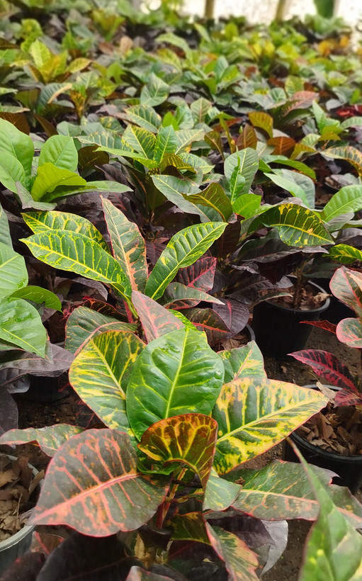 گیاه کروتون (Codiaeum) با رنگهای متنوع و درخشان | قیمت کروتون لوکس - گرین نفس🌿🎨