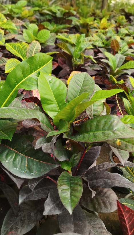 گیاه کروتون (Codiaeum) با رنگهای متنوع و درخشان | قیمت کروتون لوکس - گرین نفس🌿🎨
