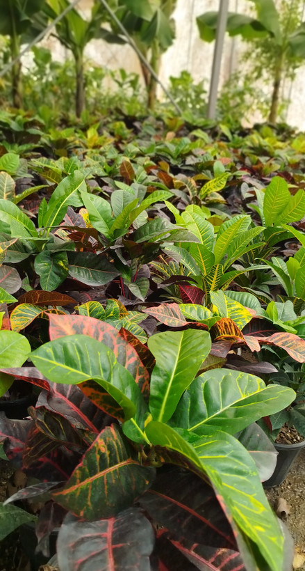 گیاه کروتون (Codiaeum) با رنگهای متنوع و درخشان | قیمت کروتون لوکس - گرین نفس🌿🎨