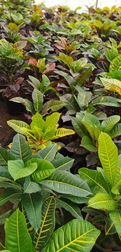 گیاه کروتون (Codiaeum) با رنگهای متنوع و درخشان | قیمت کروتون لوکس - گرین نفس🌿🎨