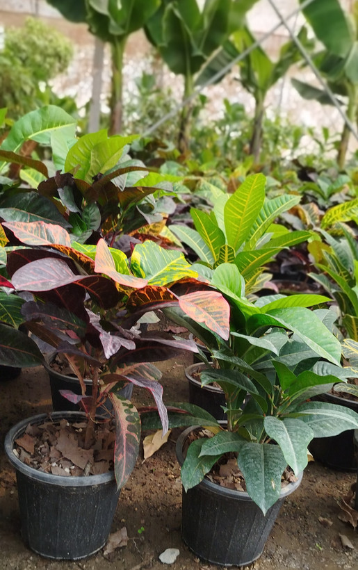 گیاه کروتون (Codiaeum) با رنگهای متنوع و درخشان | قیمت کروتون لوکس - گرین نفس🌿🎨