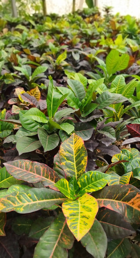 گیاه کروتون (Codiaeum) با رنگهای متنوع و درخشان | قیمت کروتون لوکس - گرین نفس🌿🎨