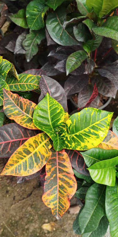 گیاه کروتون (Codiaeum) با رنگهای متنوع و درخشان | قیمت کروتون لوکس - گرین نفس🌿🎨