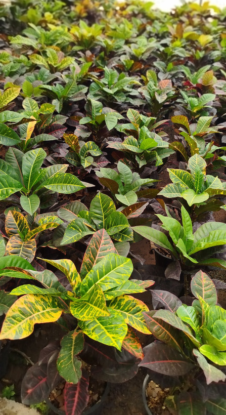 گیاه کروتون (Codiaeum) با رنگهای متنوع و درخشان | قیمت کروتون لوکس - گرین نفس🌿🎨