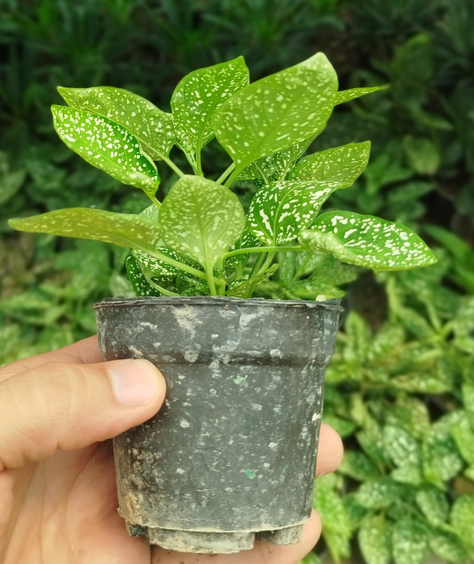 گل سنگ (هیپوستس) سفید مینیاتوری | قیمت گیاه گل سنگ برای تراریوم - گرین نفس🌿⚪️✨