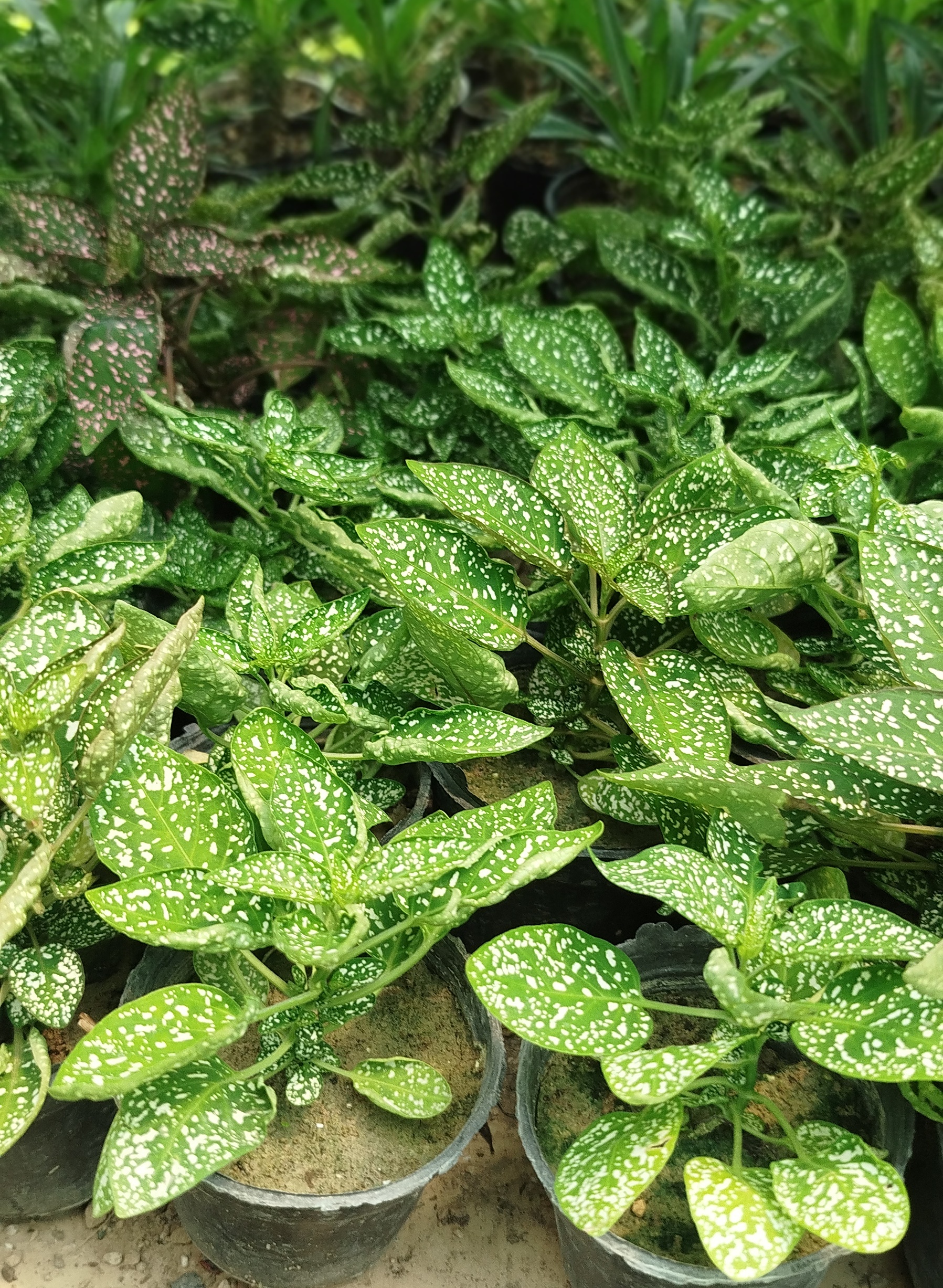 گل سنگ (هیپوستس) سفید مینیاتوری | قیمت گیاه گل سنگ برای تراریوم - گرین نفس🌿⚪️✨