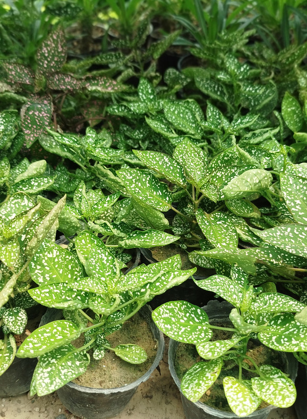 گل سنگ (هیپوستس) سفید مینیاتوری | قیمت گیاه گل سنگ برای تراریوم - گرین نفس🌿⚪️✨